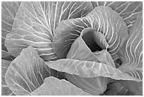 Close up of giant cabbage. Anchorage, Alaska, USA ( black and white)