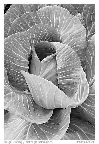 Giant cabbage detail. Anchorage, Alaska, USA