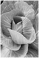 Giant cabbage detail. Anchorage, Alaska, USA (black and white)