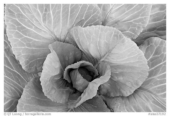 Cabbage close-up. Anchorage, Alaska, USA (black and white)