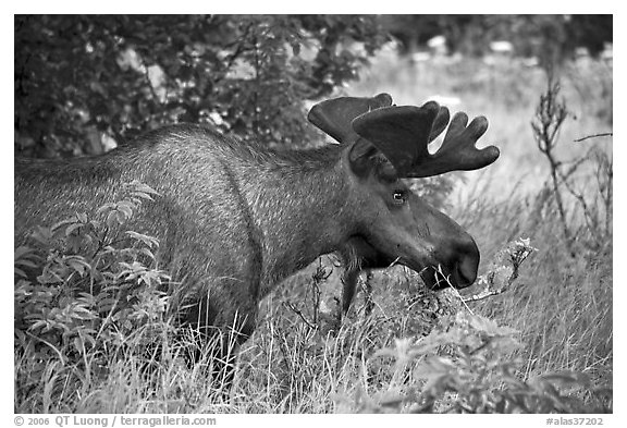 Bull moose, Earthquake Park. Anchorage, Alaska, USA