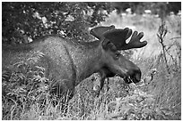 Bull moose, Earthquake Park. Anchorage, Alaska, USA (black and white)