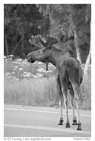 Bull moose on roadway, Earthquake Park. Anchorage, Alaska, USA (black and white)