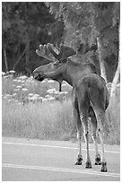 Bull moose on roadway, Earthquake Park. Anchorage, Alaska, USA (black and white)