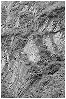 Vegetation and rocks on canyon walls, Keystone Canyon. Alaska, USA ( black and white)