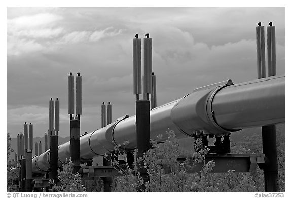 Trans-Alaska Pipeline near Richardson Highway. Alaska, USA