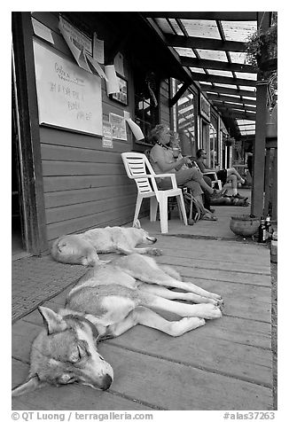 Dogs laying on porch of lodge. McCarthy, Alaska, USA (black and white)