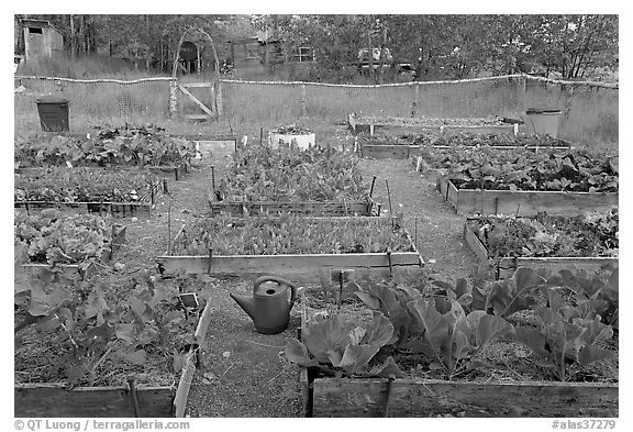 Vegetable garden. McCarthy, Alaska, USA (black and white)