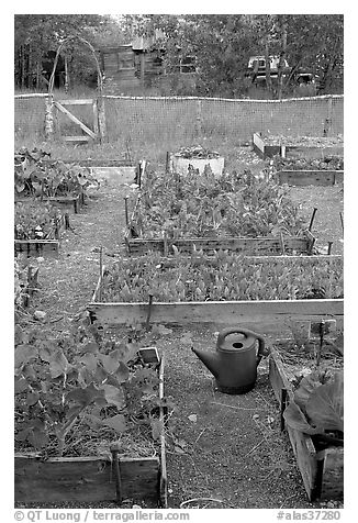 Community vegetable garden. McCarthy, Alaska, USA (black and white)