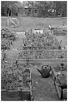 Community vegetable garden. McCarthy, Alaska, USA ( black and white)