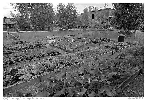 Vegetables grown in small enclosed garden. McCarthy, Alaska, USA