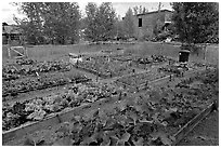 Vegetables grown in small enclosed garden. McCarthy, Alaska, USA ( black and white)