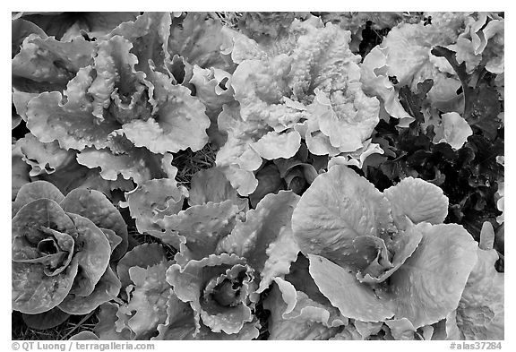 Close-up of lettuce grown in vegetable garden. McCarthy, Alaska, USA