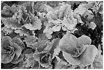 Close-up of lettuce grown in vegetable garden. McCarthy, Alaska, USA ( black and white)