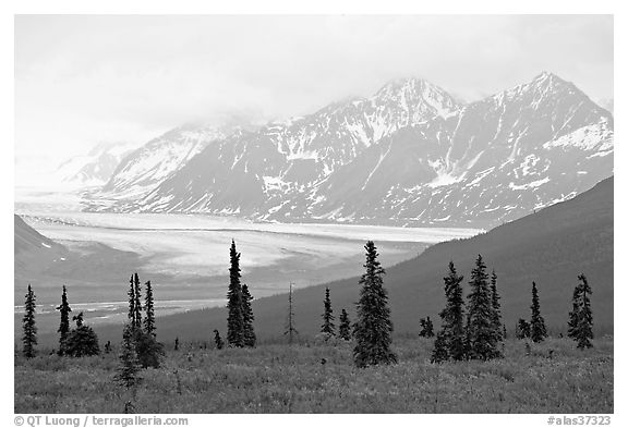 Spruce trees,  glacier and Chugatch mountains in background. Alaska, USA