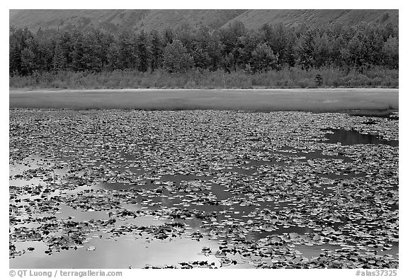 Lilly pond. Alaska, USA (black and white)