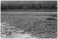 Lilly pond. Alaska, USA (black and white)