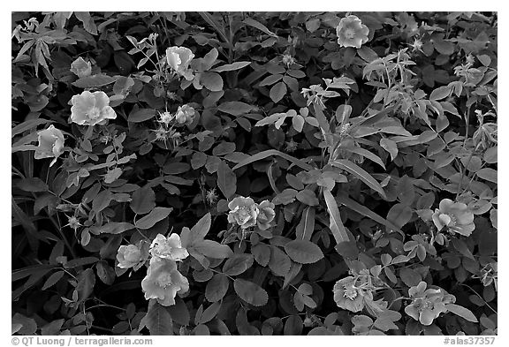 Wild Roses in bloom. Alaska, USA