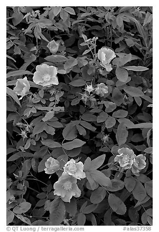 Wild Roses close-up. Alaska, USA