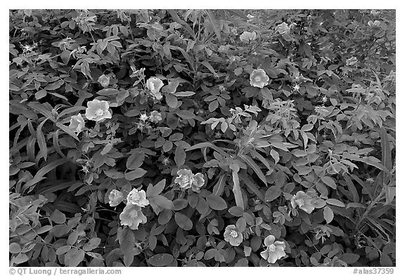 Wild Roses bush. Alaska, USA (black and white)