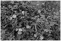 Wild Roses bush. Alaska, USA ( black and white)