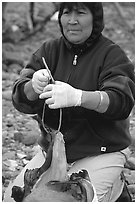 Inupiaq Eskimo woman getting fish ready to hang for drying, Ambler. North Western Alaska, USA (black and white)