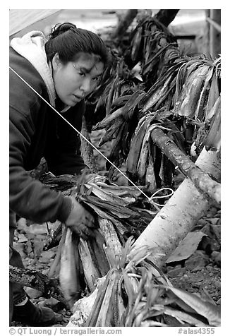 Inupiaq Eskimo woman hanging fish for drying, Ambler. North Western Alaska, USA