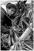 Inupiaq Eskimo woman hanging fish for drying, Ambler. North Western Alaska, USA ( black and white)