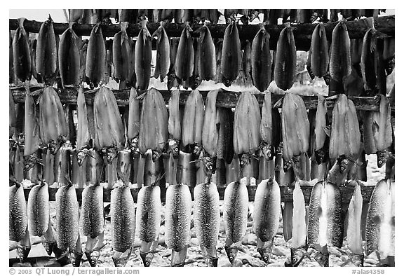 Whitefish being dried, Ambler. North Western Alaska, USA (black and white)