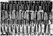 Whitefish being dried, Ambler. North Western Alaska, USA (black and white)