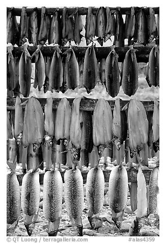 Drying whitefish, Ambler. North Western Alaska, USA (black and white)