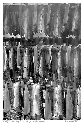 Drying whitefish and smoke, Ambler. North Western Alaska, USA (black and white)