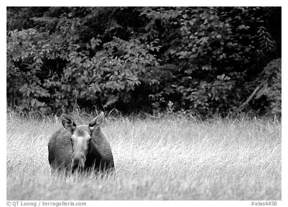 Cow Moose, Kenai Peninsula. Alaska, USA