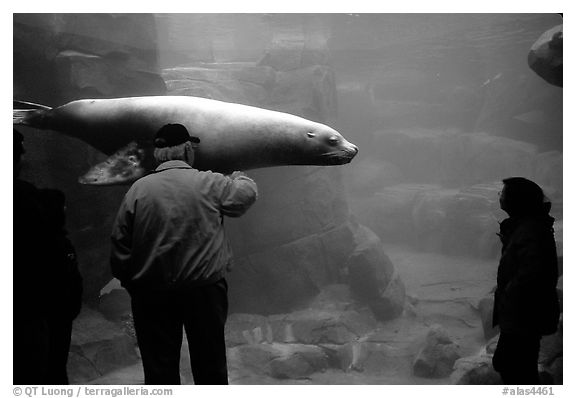 Tourists standing next to the northern sea lion aquarium, Alaska Sealife center. Seward, Alaska, USA (black and white)