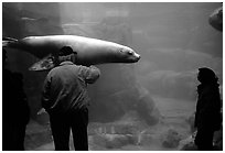 Tourists standing next to the northern sea lion aquarium, Alaska Sealife center. Seward, Alaska, USA ( black and white)