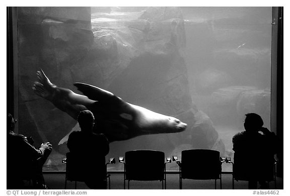Tourists sitting next to the northern sea lion aquarium, Alaska Sealife center. Seward, Alaska, USA (black and white)