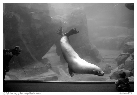 Baby interacting with the northern sea lion, Alaska Sealife center. Seward, Alaska, USA