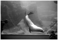 Baby interacting with the northern sea lion, Alaska Sealife center. Seward, Alaska, USA ( black and white)