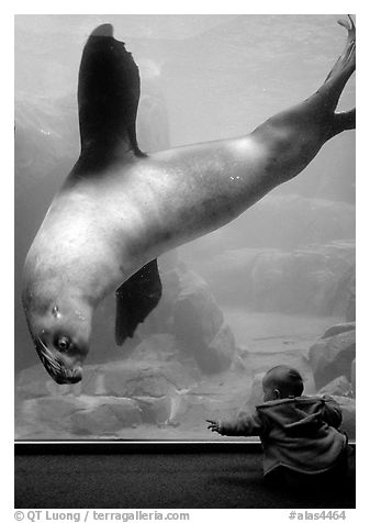 Northern Sea Lion checking out baby, Alaska Sealife center. Seward, Alaska, USA