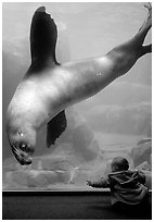 Northern Sea Lion checking out baby, Alaska Sealife center. Seward, Alaska, USA (black and white)