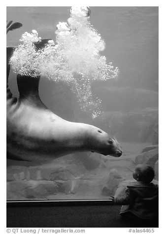 Northern Sea Lion in aquarium, watched by baby, Alaska Sealife center. Seward, Alaska, USA