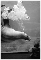 Northern Sea Lion in aquarium, watched by baby, Alaska Sealife center. Seward, Alaska, USA (black and white)