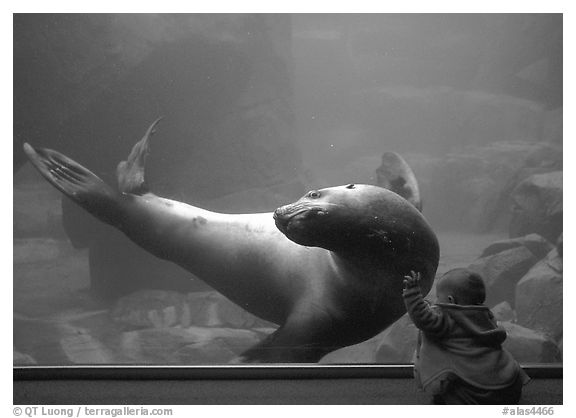 Northern Sea Lion interacting with baby, Alaska Sealife center. Seward, Alaska, USA