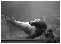 Northern Sea Lion interacting with baby, Alaska Sealife center. Seward, Alaska, USA (black and white)