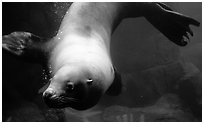 Northern Sea Lion, Alaska Sealife center. Seward, Alaska, USA (black and white)