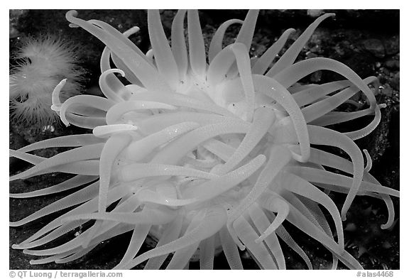 Orange Sea Anemone, Alaska Sealife center. Seward, Alaska, USA (black and white)