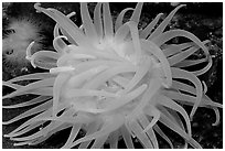 Orange Sea Anemone, Alaska Sealife center. Seward, Alaska, USA (black and white)