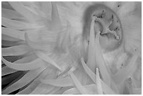 Sea Anemone detail, Alaska Sealife center. Seward, Alaska, USA (black and white)