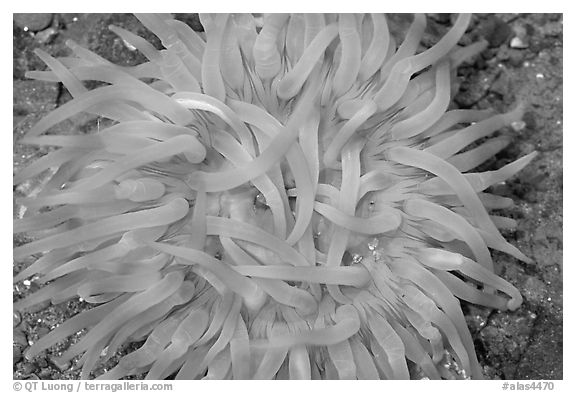 Pink  Sea Anemone, Alaska Sealife center. Seward, Alaska, USA