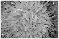 Pink  Sea Anemone, Alaska Sealife center. Seward, Alaska, USA (black and white)